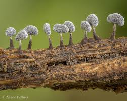 Attēlu rezultāti vaicājumam “Physarum compressum”