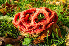 Attēlu rezultāti vaicājumam “Clathrus ruber”