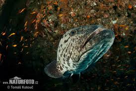 Image result for Epinephelus tukula