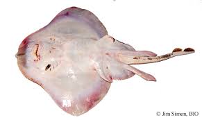 Image result for Leucoraja ocellata