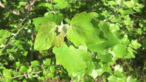 Attēlu rezultāti vaicājumam “Populus x canescens”