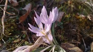 Attēlu rezultāti vaicājumam “Colchicum szovitsii subsp. szovitsii flower”