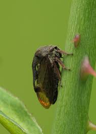 Attēlu rezultāti vaicājumam “Centrotus cornutus”