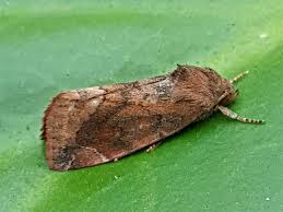 Attēlu rezultāti vaicājumam “Cosmia pyralina”