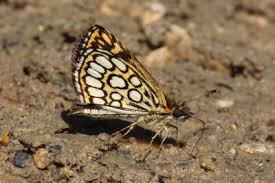 Attēlu rezultāti vaicājumam “Heteropterus morpheus upperside”
