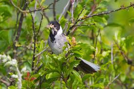 Attēlu rezultāti vaicājumam “Emberiza schoeniclus nest”