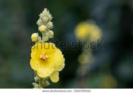 Attēlu rezultāti vaicājumam “Verbascum thapsus flower”