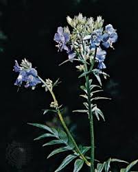 Attēlu rezultāti vaicājumam “Polemonium caeruleum flower”