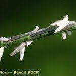 Attēlu rezultāti vaicājumam “Nardus stricta fruit”
