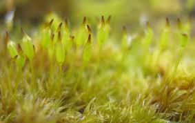 Attēlu rezultāti vaicājumam “Racomitrium heterostichum”