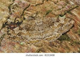 Attēlu rezultāti vaicājumam “Alcis repandata”