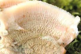 Attēlu rezultāti vaicājumam “Phlebia tremellosa”