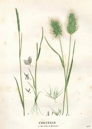 Attēlu rezultāti vaicājumam “Cynosurus cristatus fruit”