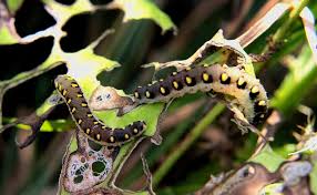 Attēlu rezultāti vaicājumam “Tenthredo mandibularis”