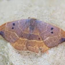 Attēlu rezultāti vaicājumam “Watsonalla binaria”