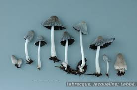 Attēlu rezultāti vaicājumam “Coprinus lagopus”