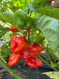 Afbeeldingsresultaat voor aji dulce sweet pepper