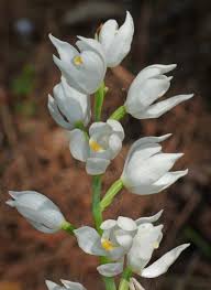 Attēlu rezultāti vaicājumam “Cephalanthera longifolia”
