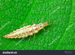 Attēlu rezultāti vaicājumam “Chrysopa”