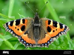 Attēlu rezultāti vaicājumam “Aglais urticae”