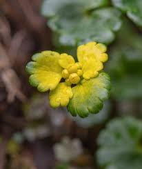 Attēlu rezultāti vaicājumam “Chrysosplenium alternifolium flower”