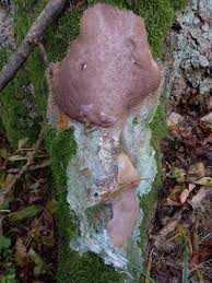 Attēlu rezultāti vaicājumam “Brefeldia maxima macro”