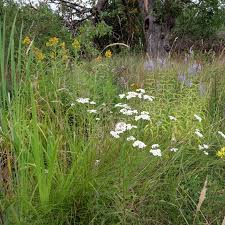 Attēlu rezultāti vaicājumam “Achillea salicifolia”