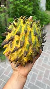 Attēlu rezultāti vaicājumam “Linaria loeselii fruit”