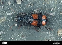 Attēlu rezultāti vaicājumam “Panagaeus cruxmajor”