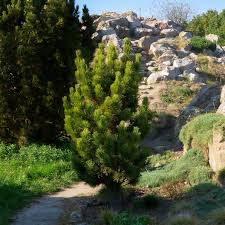 Attēlu rezultāti vaicājumam “Pinus mugo”