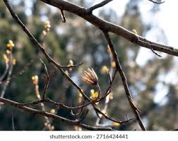 Attēlu rezultāti vaicājumam “Liriodendron tulipifera bud”