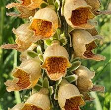 Image result for Digitalis ferruginea