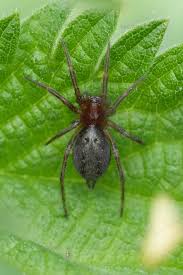 Attēlu rezultāti vaicājumam “Agelena labyrinthica”