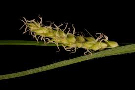 Attēlu rezultāti vaicājumam “Carex hirta”