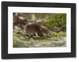 Attēlu rezultāti vaicājumam “Sorex araneus”