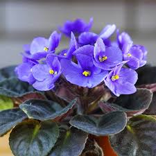 Image result for violet