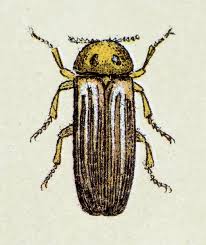 Attēlu rezultāti vaicājumam “Lampyris noctiluca”