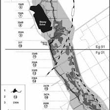 Attēlu rezultāti vaicājumam “Campylophyllum sommerfeltii”
