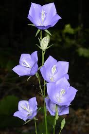 Image result for Campanula moesiaca