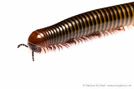 Attēlu rezultāti vaicājumam “Diplopoda”