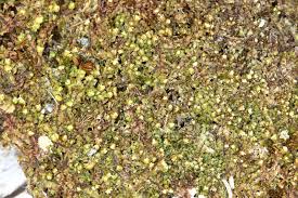 Attēlu rezultāti vaicājumam “Lophozia ventricosa”