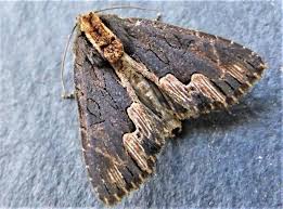 Attēlu rezultāti vaicājumam “Dypterygia scabriuscula”