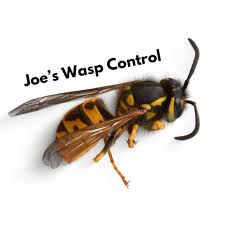 Image result for East Kilbride Wasps