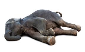 Image result for sad elephant