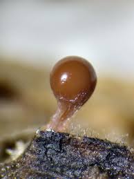 Attēlu rezultāti vaicājumam “Trichia crateriformis”