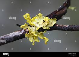 Attēlu rezultāti vaicājumam “Vulpicida pinastri”