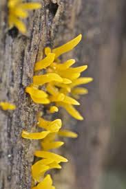 Attēlu rezultāti vaicājumam “Calocera glossoides”