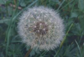 Attēlu rezultāti vaicājumam “Taraxacum suecicum”