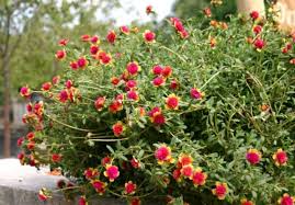 Attēlu rezultāti vaicājumam “Portulaca oleracea flower”