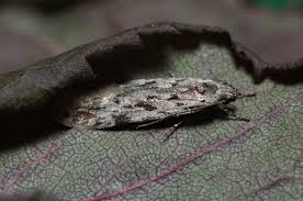 Attēlu rezultāti vaicājumam “Carpatolechia proximella”